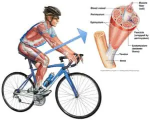 Detalle del músculo de un ciclista