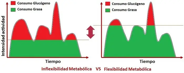 Flexibilidad Metabólica