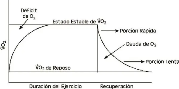 Fase Recuperacion Aerobica